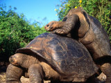 Galapagos Giant Tortoises Mating (Geochelone Elephantopus)  Galapagos  Ecuador