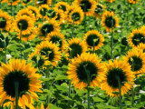 Field of Sunflowers Near Figueras  Girona  Catalonia  Spain
