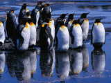 King Penguins ( Aptenodytes Patagonicus ) Reflecting on Salisbury Plains  Bay of Isles  Antarctica