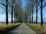 Tree-Lined Country Road in the South-East Region  Poland