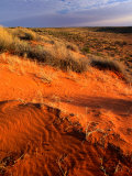 Spinifex and Saltbush Across the Dry Simpson Desert Sand Dunes  Simpson Desert  Australia