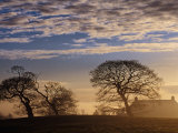 Trees and House Silhouetted in Winter Morning Light  Tyrone  Northern Ireland
