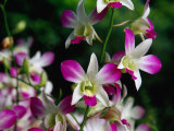 Orchids at National Orchid Garden in Singapore Botanic Gardens  Singapore