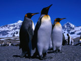 King Penguins One of Natures Great Looking Birds  St Andrews Bay  Antarctica