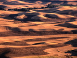 Aerial View of Wheat Field in Palouse Region  Palouse  USA
