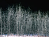 Bare Trees in Winter Yosemite National Park  California  USA