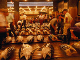 Rows of Giant Tuna for Sale at Tsukiji Central Fish Market  Tokyo  Japan