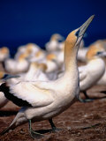 Australasian Gannets (Morus Serrator)  New Zealand