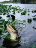 Alligator Being Fed  Everglades National Park  USA