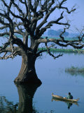 Boat Rowing Past Half-Submerged Tree in River of Amarapura  Amarapura  Mandalay  Myanmar (Burma)