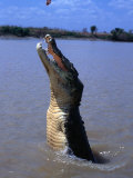 Crocodile (Crocodylidae Crocodilia) Jumping for Food on Adelaide River  Australia