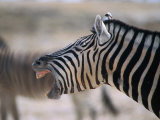 Burchell's Zebra Yawning  Etosha National Park  Etosha National Park Kunene  Namibia