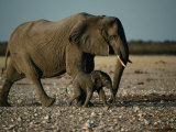 Mother and Calf Elephants Walking  Etosha National Park  Namibia