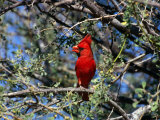 Red Cardinal in Arizona
