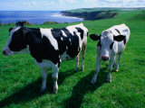 Cattle in Coastal Paddock Near Whitby  North York Moors National Park  England