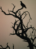 Silhouette of Eagle in Tree  Savuti  Botswana