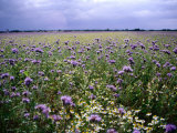 Wildflowers in the Loire Valley  France