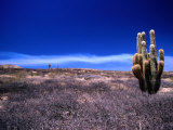 Cardon Cactus Puna  San Juan  Argentina