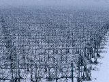 Snow Covered Vineyard in Monteforte Soave Classico  Florence  Italy