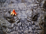 Crocodile  Zimbabwe