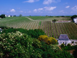 Vineyards and Farmhouses  Chinon  France