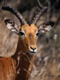 Impala Buck  Kruger National Park  Kruger National Park  Mpumalanga  South Africa