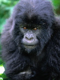Mountain Gorilla (Gorilla Gorilla Beringei)  Volcans National Park  Ruhengeri  Rwanda