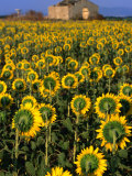 Field of Sunflowers  Oristano  Sardinia  Italy