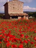Stone Farmhouse in Field of Poppies  Provence-Alpes-Cote d'Azur  France