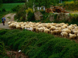 Shepherd Leading Flock of Sheep  Belorado  Spain