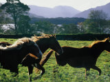Three Horses Cantering Through Field  Ireland