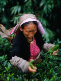 Tea Worker Plucks Tips from Darjeeling Tea Bush at Duncan's Marybong Tea Garden  Darjeeling  India
