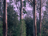 Mountain Ash and Rainforest Understorey in the Styx Valley  Tasmania  Australia