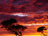 Trees Silhouetted by Sunset at Mundrabilla  Australia