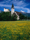 Field of Flowers in Front of Burg (Castle) Gutenburg and Church  Balzers  Liechtenstein