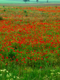 Poppy Fields Near Veneuvre  Basse-Normandy  France