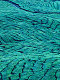 Aerial View of Boh Tea Plantation  Cameron Highlands  Malaysia