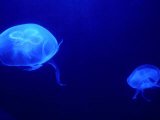 Jelly Fish in Tank at Aquadom and Sealife Museum  Mitte  Berlin  Germany