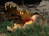 Saltwater Crocodile (Crocodylus Porosus)  Kakadu National Park  Australia