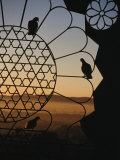 Birds Resting on Lattice Window  Jaipur  Rajasthan  India