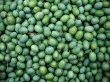 Harvest of Green 