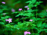 Herb Robert (Geranium Robertianum) Hedgerow  Ireland