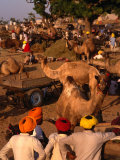 Camel Traders and Camels at Camel Fair  Pushkar  Rajasthan  India