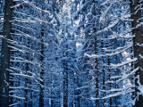 Snow Covered Pine Trees in Demanovska Valley Forest  Low Tatra Mountains  Slovakia