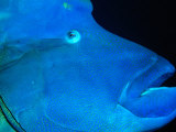 Napoleon Wrasse  Kani Corner  Maldives