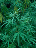 Marijuana Plants Growing Wild  Nepal