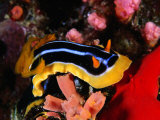 Pyjama Nudibranch or Sea Slug in the Red Sea  Ras Mohammed National Park  Egypt