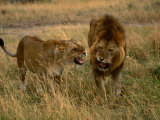 Lion and Lioness Growling at Each Other  Masai Mara National Reserve  Rift Valley  Kenya