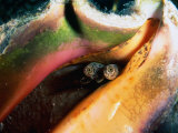 Queen Conch (Strombus Gigas) off Stocking Island  George Town  Bahamas