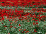 Field of Red Poppies in Chianti Region  Tuscany  Italy